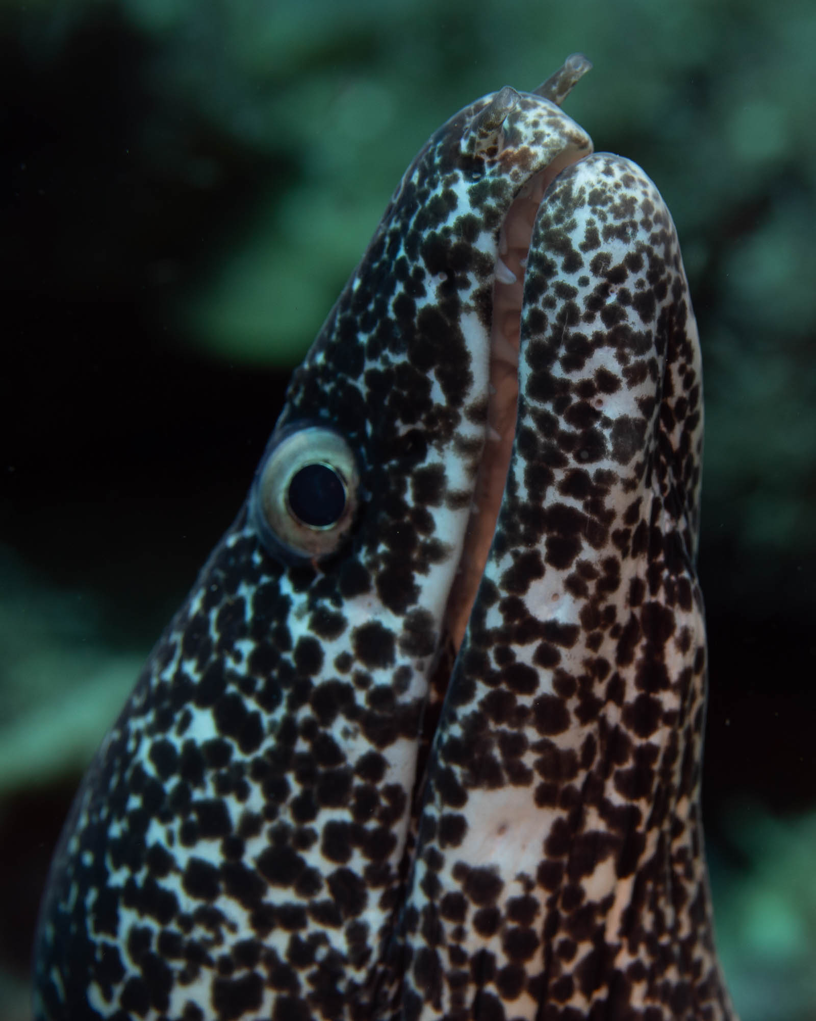 Spotted moray eel