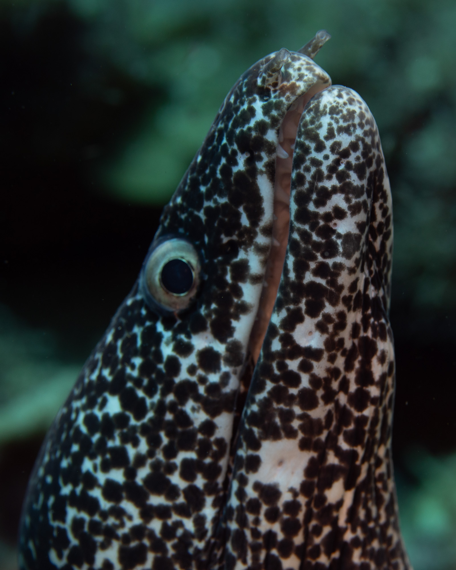 Spotted moray eel, Roatan 2026