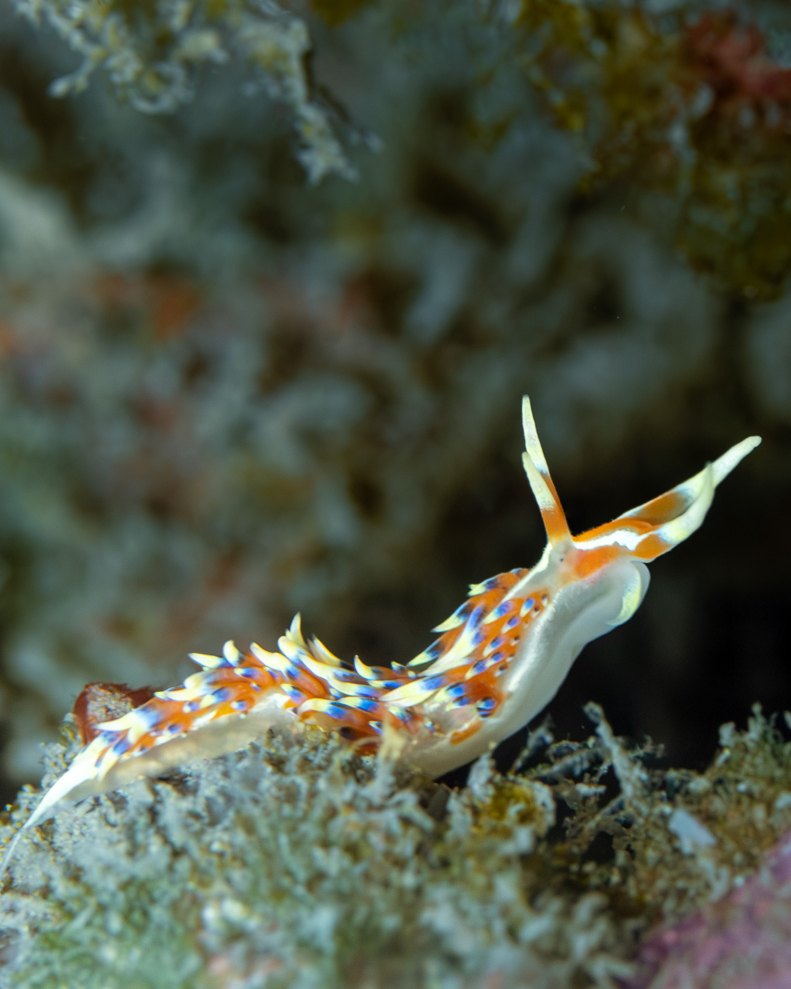 Underwater photography