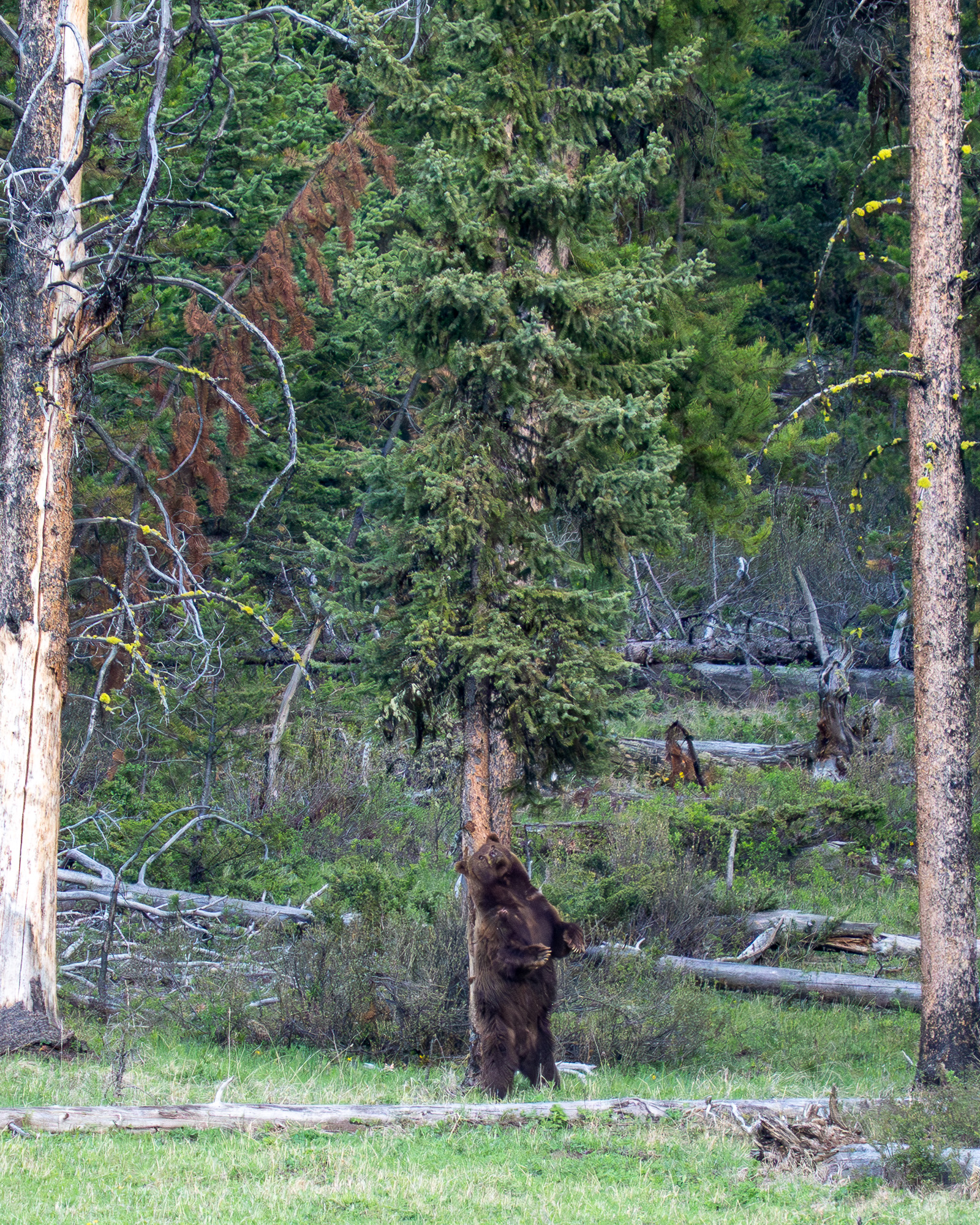 Wildlife photography