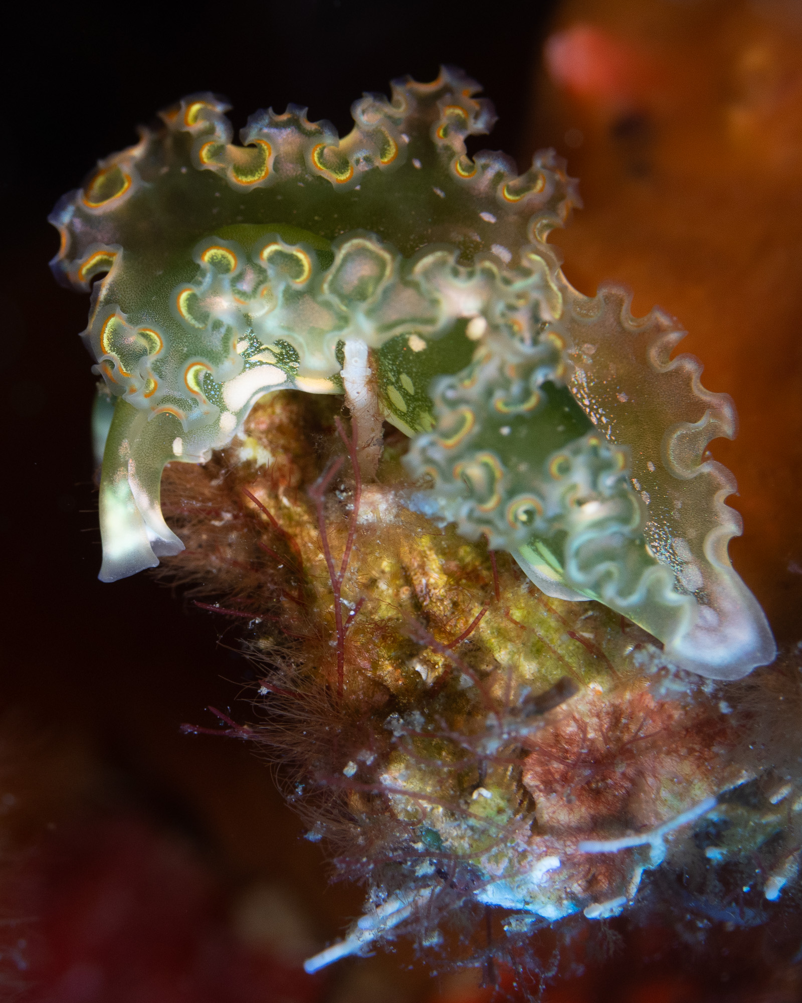 Underwater macro photograph