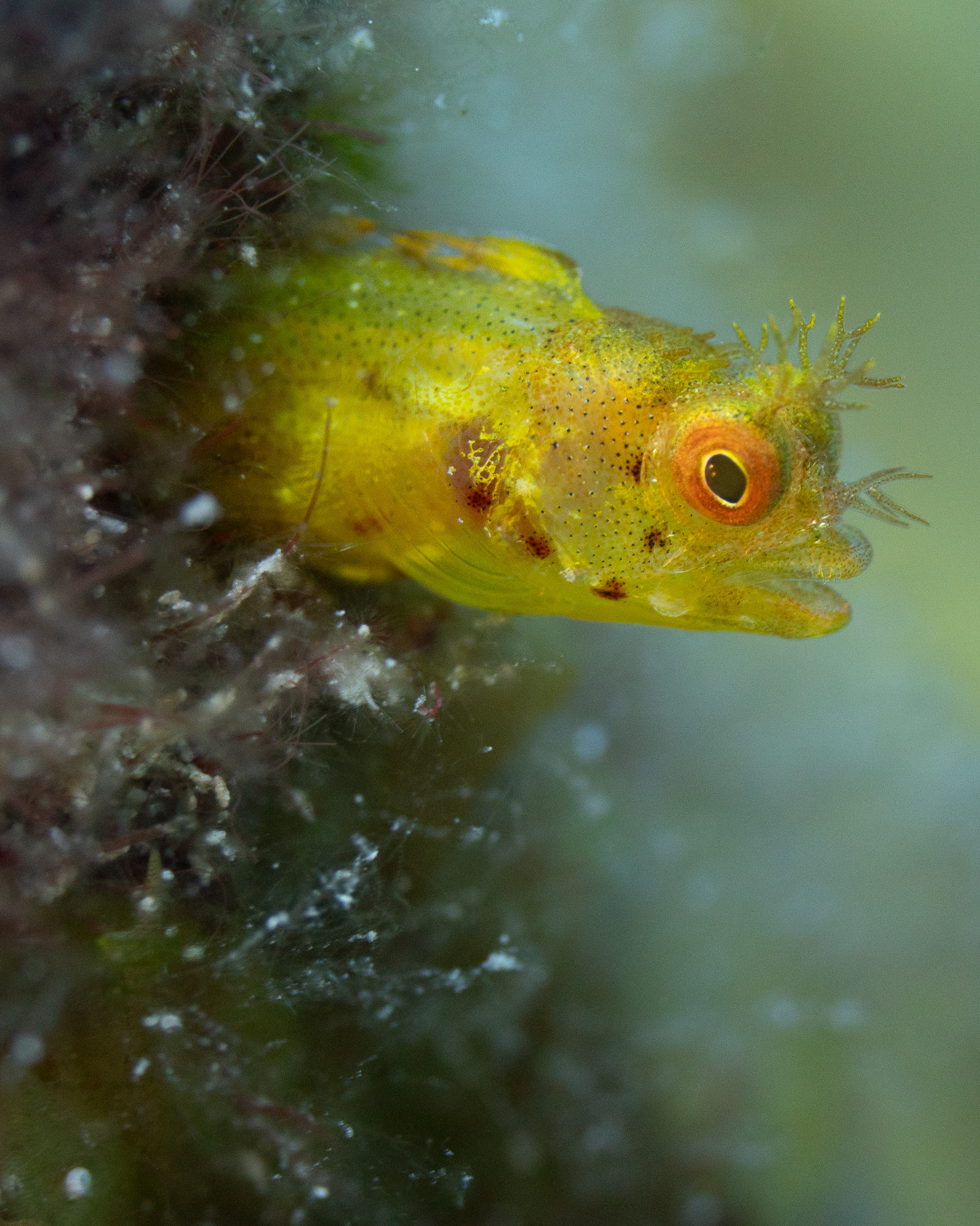 Underwater macro photograph