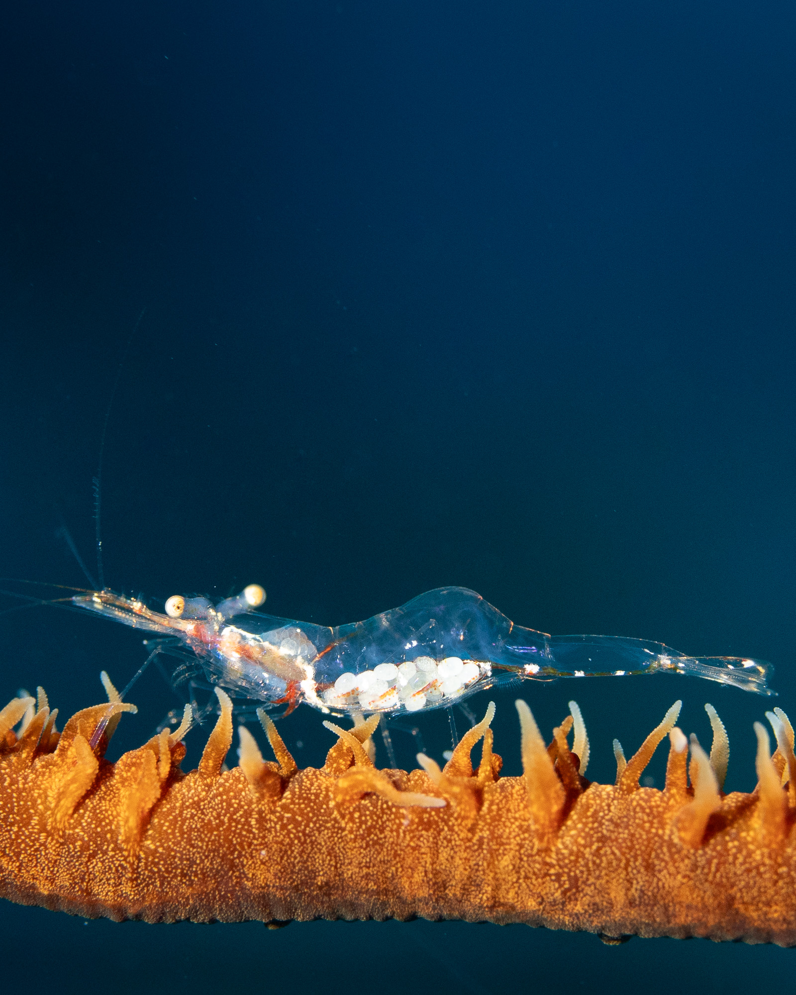 Underwater macro photograph